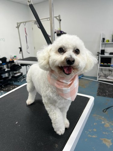 Carousel post from k9playtimedoggydaycare.
