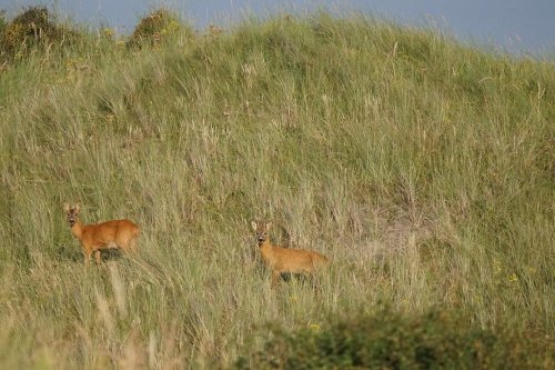 Photo post from ditiskatwijk.