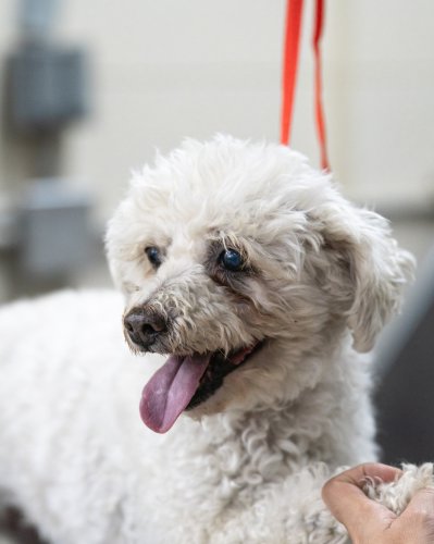 Photo post from medicalpettj.