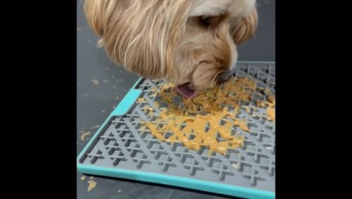 Video post from k9playtimedoggydaycare.