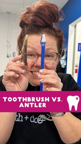 Video post from toothy.thomson.