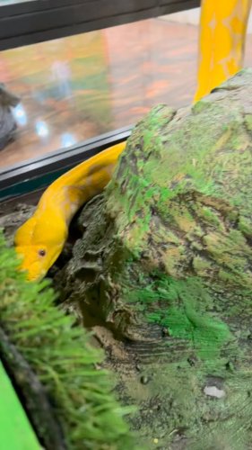 Video post from njexoticpets.
