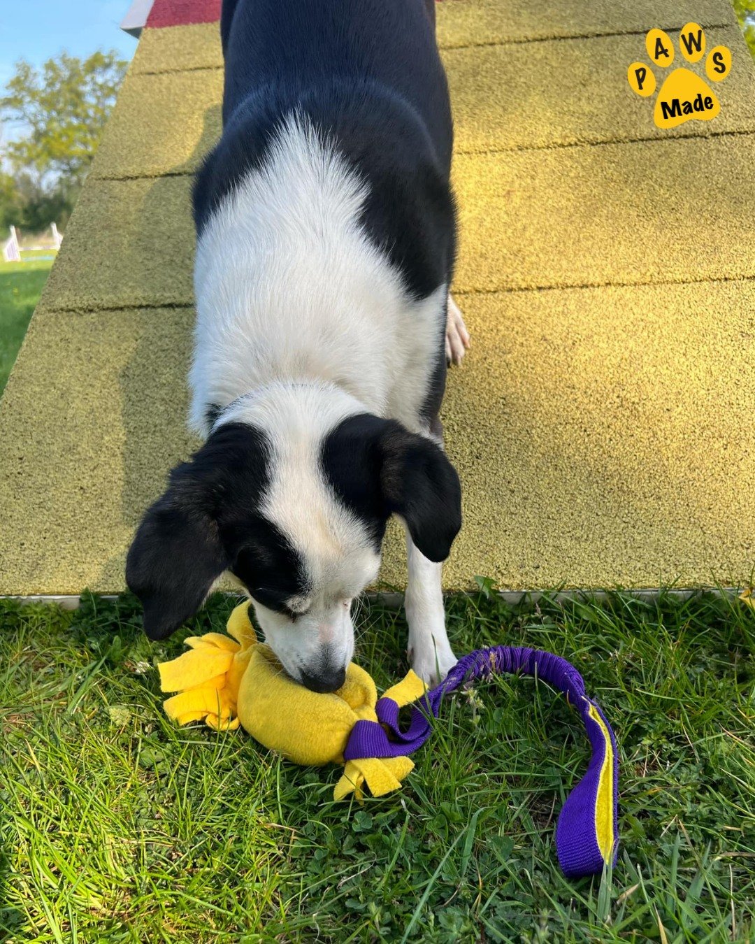 Photo post from pawstrading.