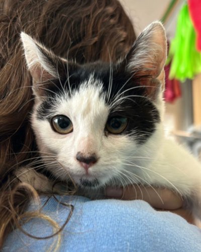 Photo post from medicalpettj.