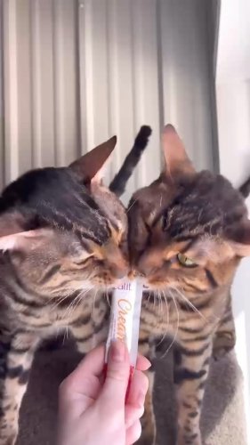 Video post from cats.cradle.winnipeg.