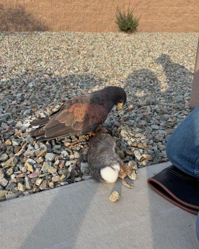Photo post from desertkingsfalconry.