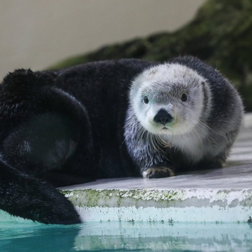 鳥羽水族館⭐️⭐️ポスター⭐️ラッコ⭐️メイ⭐️キラ 鳥羽水族館オリジナル写真集「ラッコのメイとキラ」3月19日より