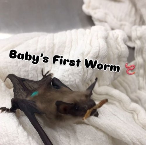 Video post from urbanwoodfaerie.
