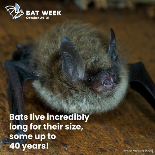 Photo post from batweek.