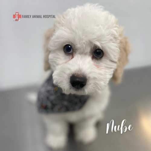 Photo post from familyanimalhospitalcm.