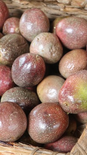 Video post from currumbinvalleyharvest.