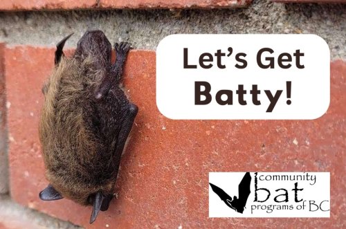 Photo post from batweek.