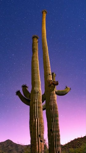 Video post from visittucson.