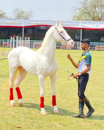 Carousel post from gandhar.equestrian.
