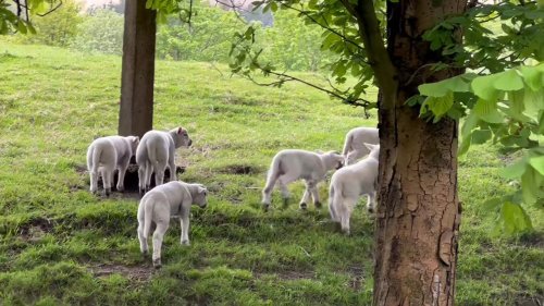 Video post from Dovestone Holiday Park.