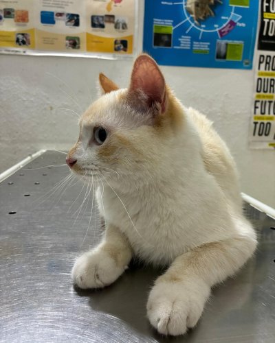 Carousel post from clinica_veterinaria_dourosul.