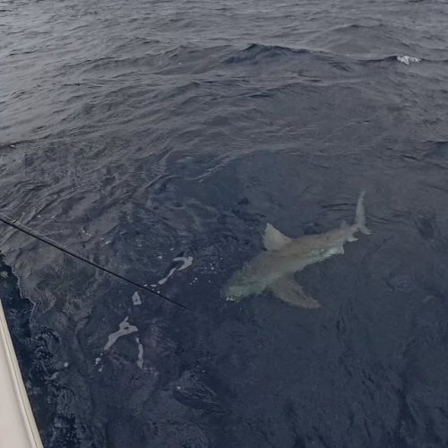 Video post from ejs_fishing_charters.