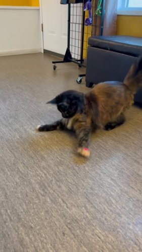 Video post from cats.cradle.winnipeg.