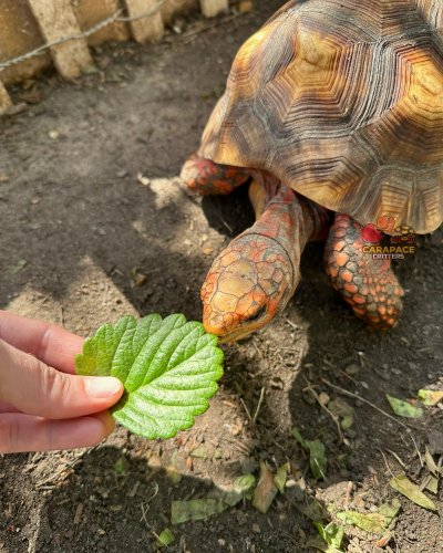 Photo post from carapacecritters.