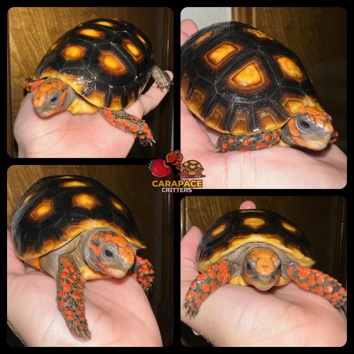 Photo post from carapacecritters.