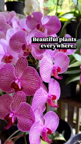 Video post from purkinje_crazyforplants.