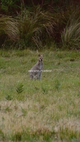 Video post from in2thewild.aus.