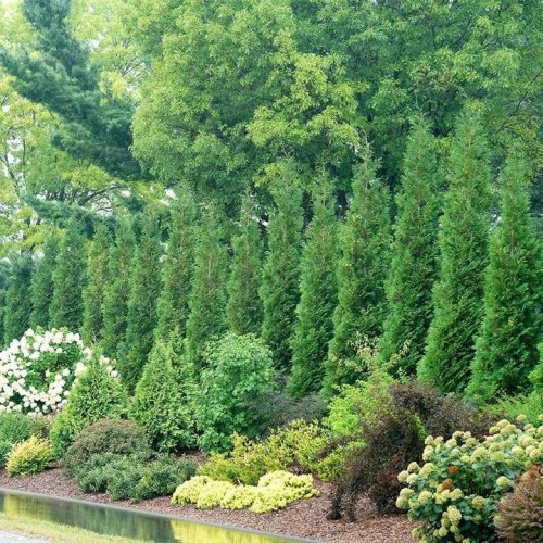 Photo post from backyardgardener.