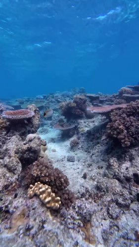 Video post from octopusresort.