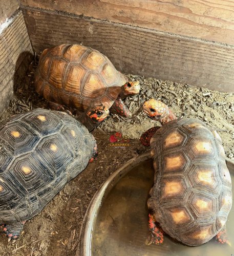 Photo post from carapacecritters.