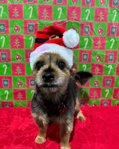 Carousel post from k9playtimedoggydaycare.