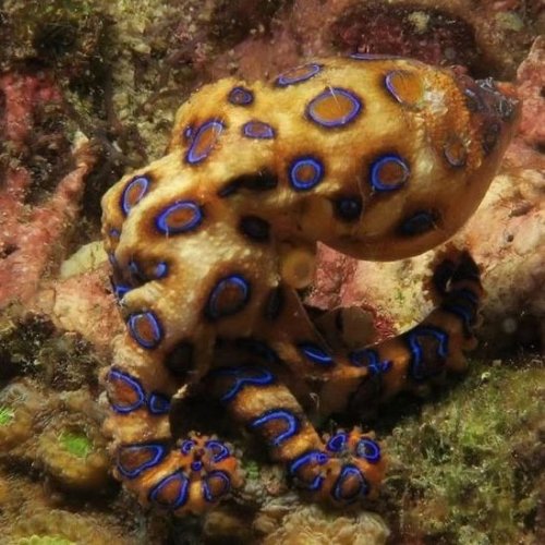 Photo post from octopuslki.