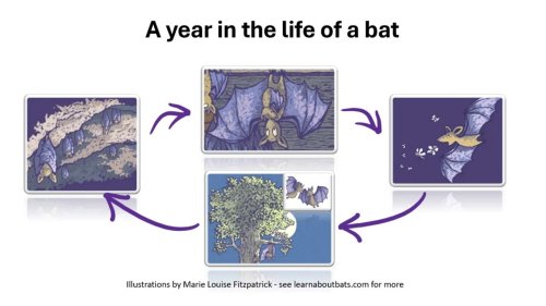 Photo post from batconservationireland.