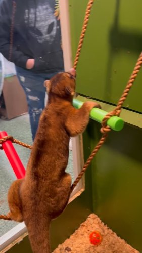 Video post from njexoticpets.