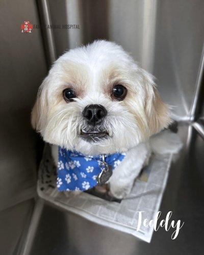 Carousel post from familyanimalhospitalcm.