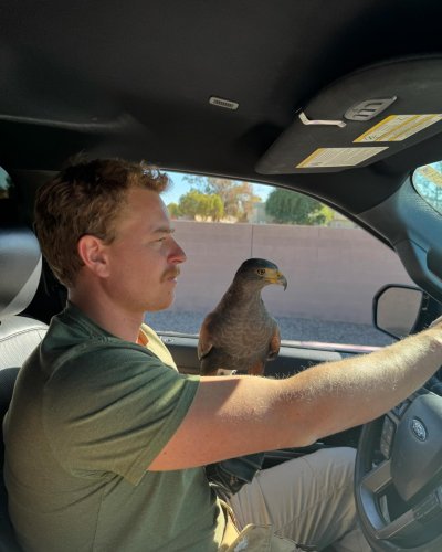 Photo post from desertkingsfalconry.