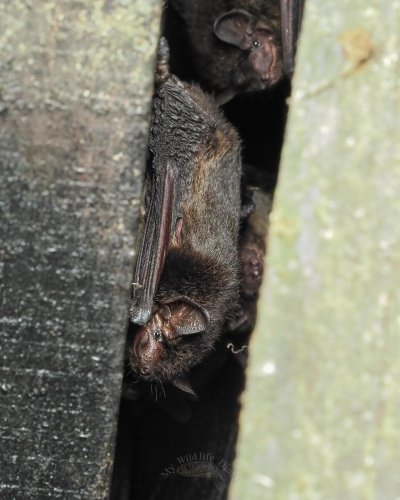 Photo post from my_wildlife_diary_.
