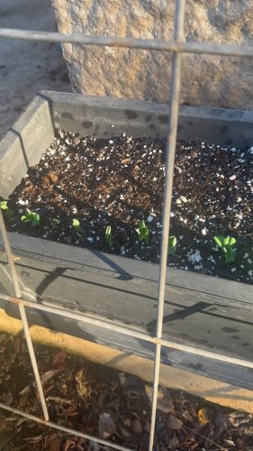 Video post from fromseedtospoon.