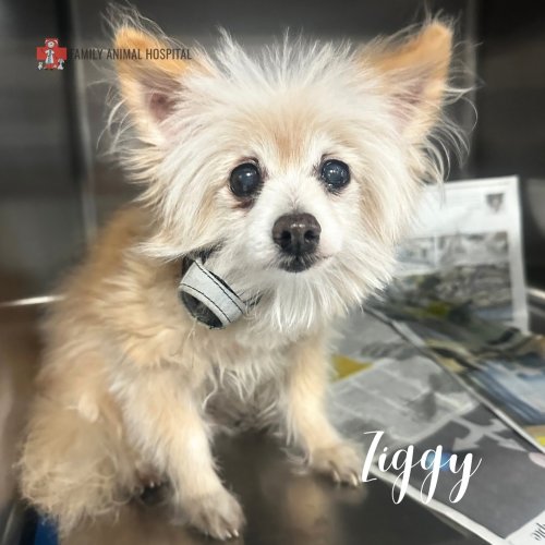 Photo post from familyanimalhospitalcm.