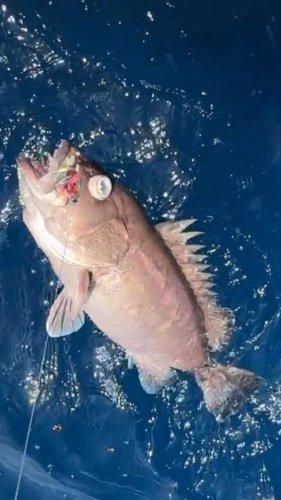 Video post from ejs_fishing_charters.