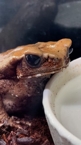 Video post from njexoticpets.