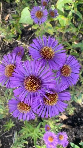 Video post from sussexprairies.