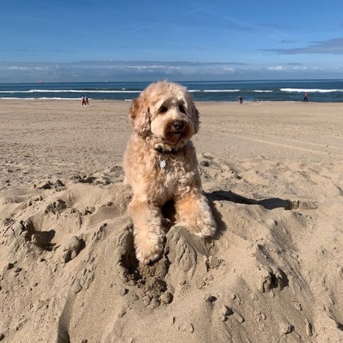 Photo post from ditiskatwijk.