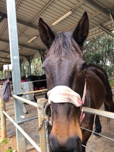 Carousel post from sian_charlies_horsey_friends_.