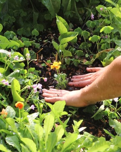 Carousel post from currumbinvalleyharvest.