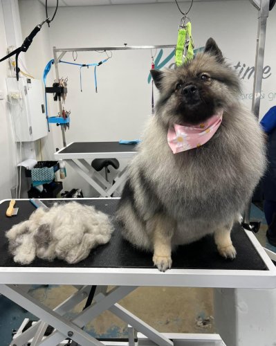 Photo post from k9playtimedoggydaycare.