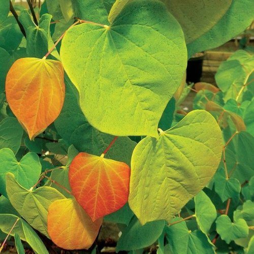 Photo post from backyardgardener.