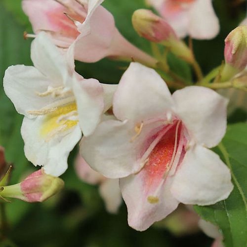 Photo post from backyardgardener.