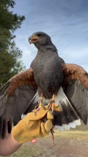 Video post from desertkingsfalconry.