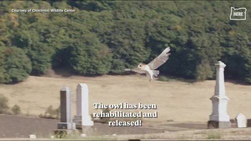 Video post from hereisoregon.