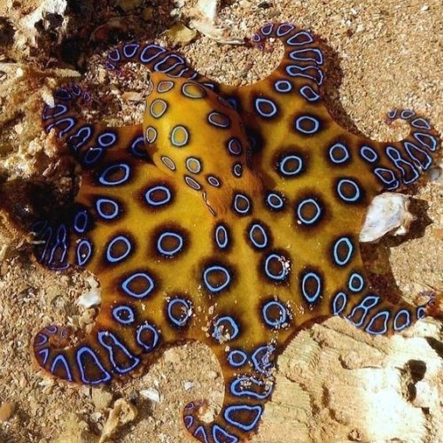 Photo post from octopuslki.